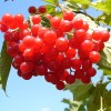 Viburnum opulus